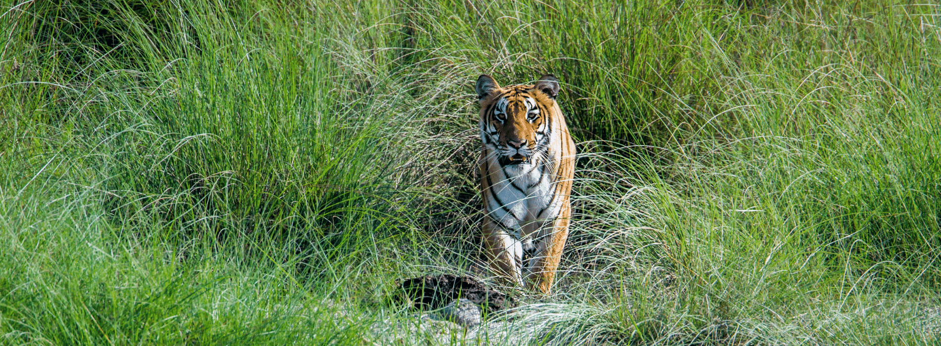 nepal wildlife tours from australia